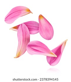 Beautiful fresh purple Dahlia Petals falling in the air isolated on white background. Levitation or zero gravity conception. High resolution image