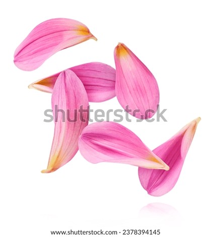 Beautiful fresh purple Dahlia Petals falling in the air isolated on white background. Levitation or zero gravity conception. High resolution image