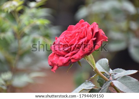 beautiful fresh red rose flower blooms in garden 