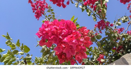 23 Roz flower Images, Stock Photos & Vectors | Shutterstock