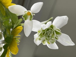 Beautiful Fresh Snowdrops, 2 Different Types, View From Below