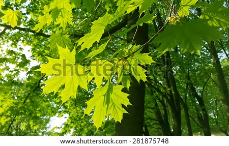 Beautiful fresh spring leaves of maple tree 