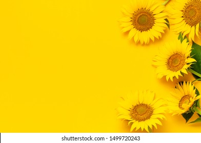 Beautiful fresh sunflowers with leaves on stalk on bright yellow background. Flat lay, top view, copy space. Autumn or summer Concept, harvest time, agriculture. Sunflower natural background