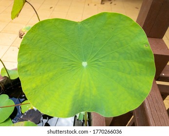 80 Daun keladi Images, Stock Photos & Vectors | Shutterstock