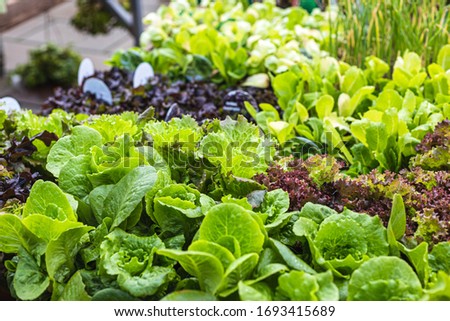 Similar – Image, Stock Photo Greenhouse Market garden