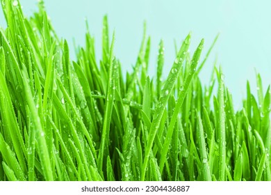 Beautiful fresh wet green grass against blue sky background. Spring renewal of nature Idea. Large water drops of dew sparkling in the sun on lawn grass