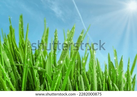 Beautiful fresh wet green grass against blue sky background. Spring beauty and purity of environment and nature. Large rain drops of dew sparkling in the sun on lawn grass