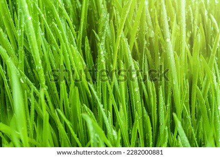 Beautiful fresh wet green grass background with bokeh and shadows. Spring renewal of nature idea. Rain dew drops sparkling in the sun on the lawn grass