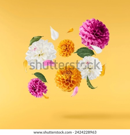 Beautiful fresh white and purple Dahlia flower falling in the air isolated on yellow background. Levitation or zero gravity conception. High resolution image