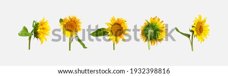 Beautiful fresh yellow sunflower with green leaves isolated on gray background. Different types of sunflowers, template for design. Harvest time, agriculture, farming. Sunflower background 