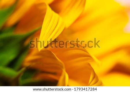 Beautiful fresh yellow sunflower macro shooting. Sunflower blooming Close-up. Sunflower natural background. Flower card, wallpaper. Harvest time, agriculture, farming. Yellow flower petals, seeds