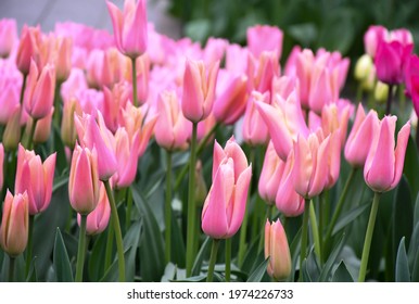 Beautiful Freshness Lily Flower Tulip, Mariette With Deep Satin Rose Petals. Growth Ispring Garden Nature, Sweet Romantic And Freshness Flower, Concept Nature Texture Background. Selective Focus.