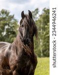 A beautiful friesian gelding on a pasture in summer outdoors