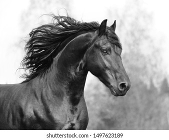 Beautiful Friesian horse action portrait in forest - Powered by Shutterstock