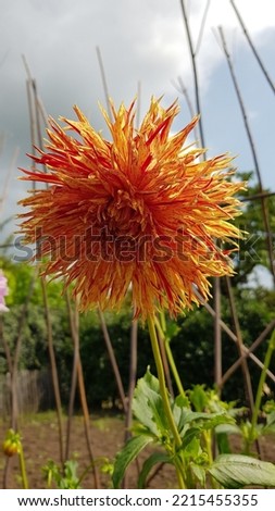 Beautiful fringed muticolored dahlia in red, orange and yellow