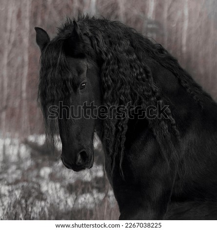 Beautiful Frisian stallion with a long mane