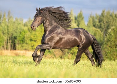 Beautiful Frisian stallion running free.
