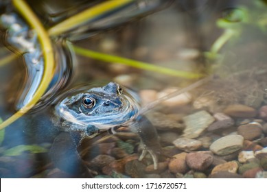 Beautiful Frog In Garden Pond In The Evening Sun. UK