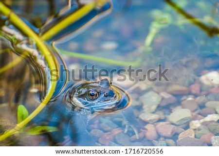 Beautiful frog in garden pond in the evening sun. UK