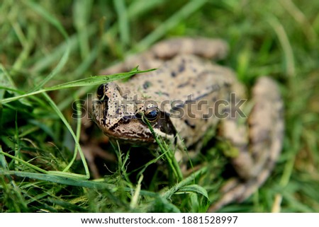Beautiful frog in green grass