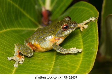 Beautiful Frog, Frog , Tree Frog, Tree frog of Borneo, Tree frog on leaf , Frog of Borneo , Frog with isolated black background , Masked Tree Frog (Rhacophorus Angulirostris)