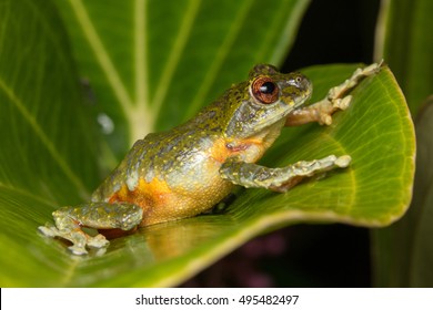 1,801 Masked tree frog Images, Stock Photos & Vectors | Shutterstock