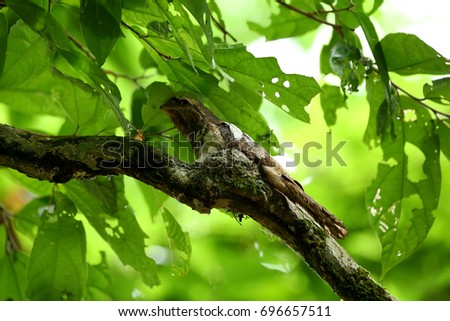 Similar – Image, Stock Photo Bookfinch brings water to his boy