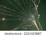 A beautiful frosted spider web, The spider web (cobweb) closeup background. Close-up Of Spider Weaving Web In Forest