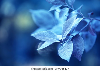 Beautiful Frosty Winter Leaves On Blured Nature Background, Close Up