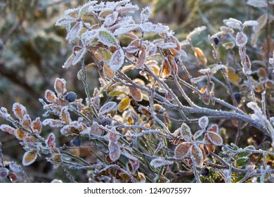 Beautiful frozen blueberry bush in sun beams, winter morning in Hemsedal, Buskerud,Norway,print for postcard,wallpaper,cover design,poster ,calendar,scandinavian nature,outdoor beauty