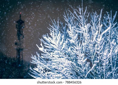 Beautiful Frozen Snowy Tree At Night In Snowing Weather With Cell Phone Transmitter Tower Telecommunication Antenna  In Background