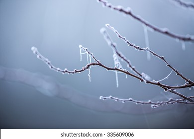 Beautiful frozen tree branch 