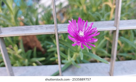 Hermosas flores color fucsia