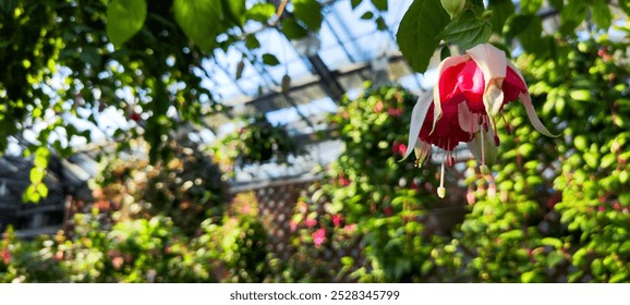 Beautiful Fuchsia Flower Blooming in a Lush Greenhouse Garden – Vibrant Nature Photography. - Powered by Shutterstock