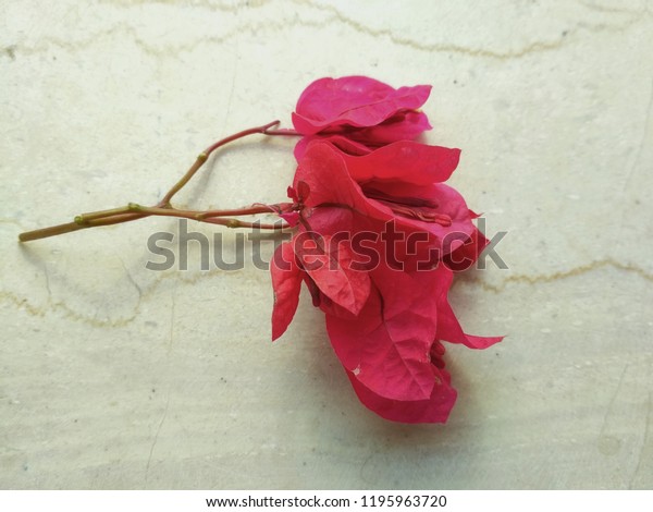 Beautiful Fuchsia Flowers Stock Photo Edit Now 1195963720