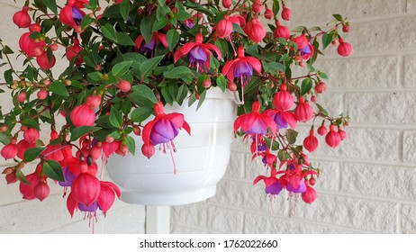 Beautiful Fuchsia Flowers In Pot. The flowers are Very Decorative; They Have A Pendulous Teardrop Shape. They Have Four Long, Slender Sepals And Four Shorter, Broader Petals.