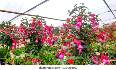 Beautiful Fuchsia Flowers. The Flowers Are Very Decorative; They Have A Pendulous Teardrop Shape. They Have Four Long, Slender Sepals And Four Shorter, Broader Petals.