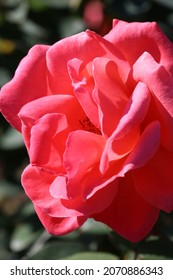 Beautiful Full Blooming Dark Pink Rose 