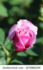 Beautiful Full Blooming Dark Pink Rose 