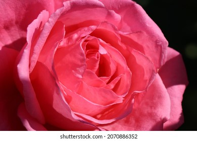 Beautiful Full Blooming Dark Pink Rose 