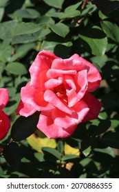 Beautiful Full Blooming Dark Pink Rose 