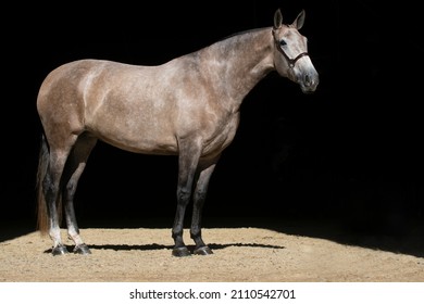 Beautiful Full Body Portrait Of A Spanish Rose Grey Mare Isolated In Black Background