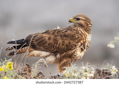 Beautiful full body side portrait of a Buzzard looking sideways with its head turned and flesh on its beak with parts of the plumage molting surrounded by nice vegetation on a dense foggy day in Spain - Powered by Shutterstock