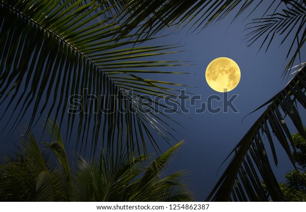 Beautiful full\
moon in the middle of palm\
leaves