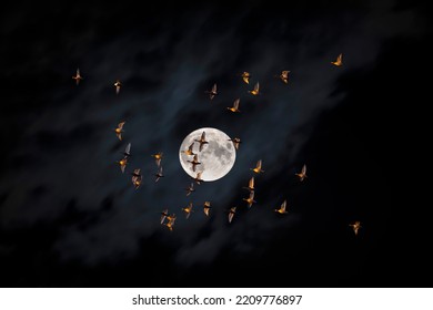Beautiful Full Moon In The Night Sky. Birds Flying In Front Of The Moon. 