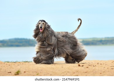 Beautiful fully coated Afghan Hound running on the sandy beach over blue sky