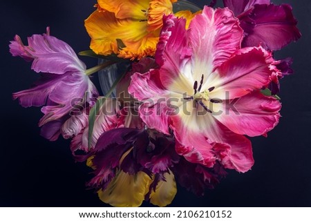 Beautiful Fully Open Bunch of Colorful Parrot Style Tulips in the Vase on dark background, spring holiday concept, art background