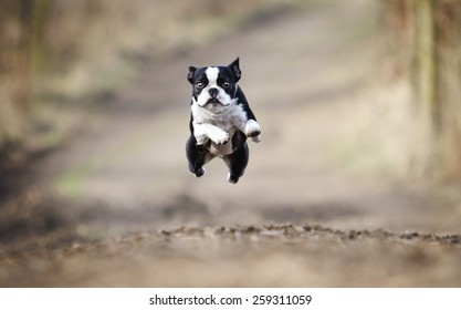 beautiful fun young boston terrier dog trick puppy flying jump and running crazy