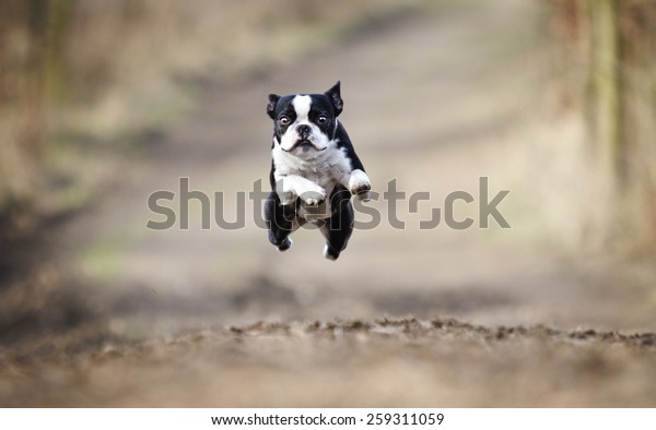 美しい楽しい若いボストンテリア犬は 子犬の飛び跳ねを騙し 狂ったように走る の写真素材 今すぐ編集