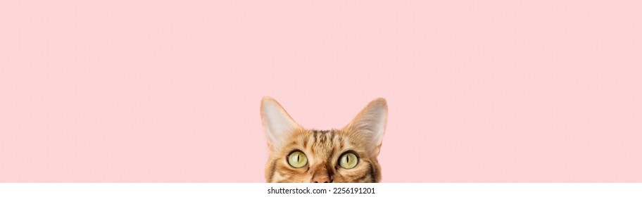 Beautiful funny bengal cat peeks out from behind a pink table with copy space - Powered by Shutterstock